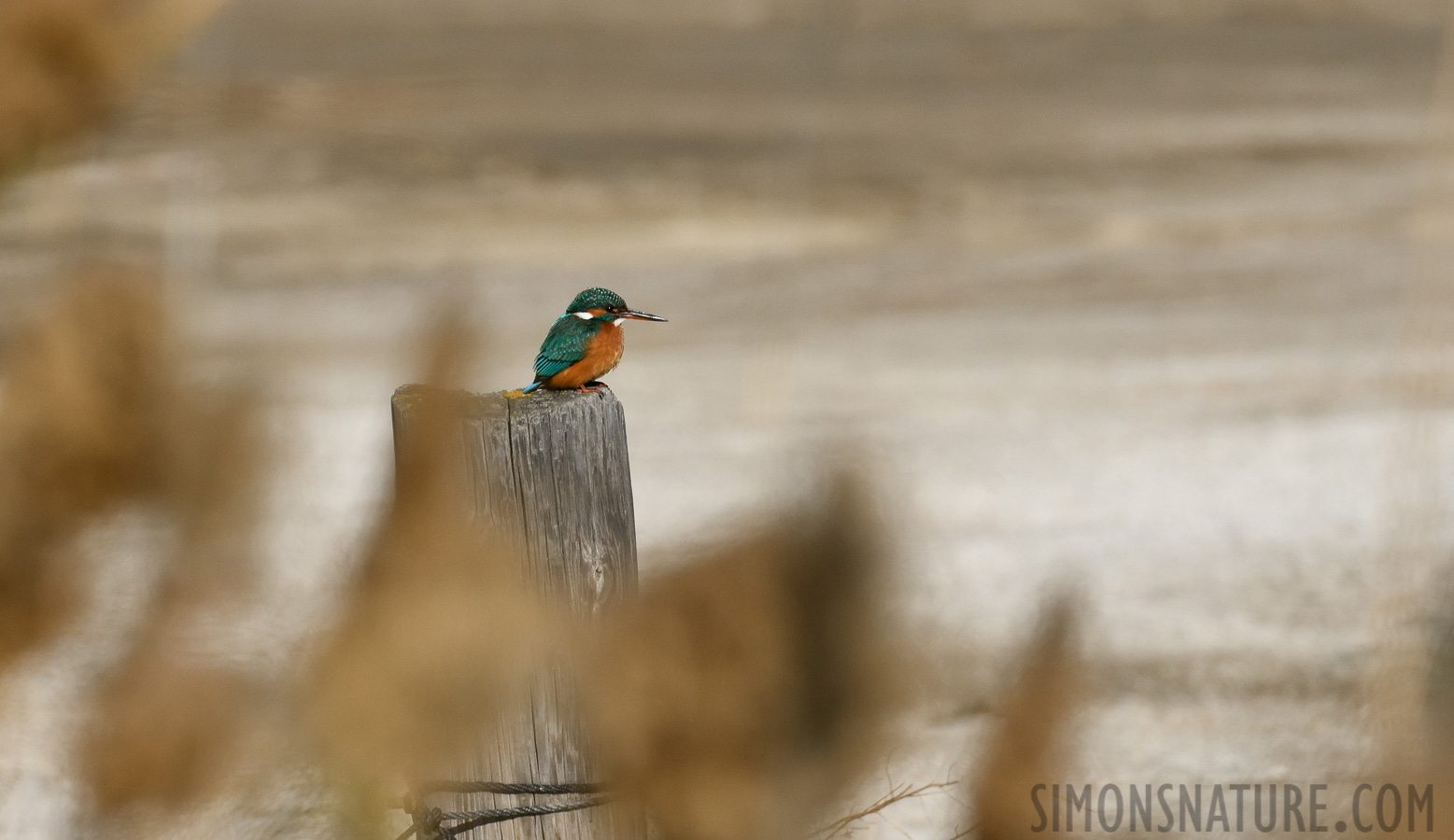 Alcedo atthis ispida [400 mm, 1/4000 Sek. bei f / 8.0, ISO 800]